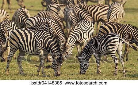 Burchell's Zebra (Equus quagga burchelli), feeding at the bank of the Chobe River, Chobe National Park, Botswana, Africa View Large Photo Image Stock Photography - Burchell's Zebra (Equus quagga burchelli), feeding at the bank of the Chobe River, Chobe National Park, Botswana, Africa. Fotosearch