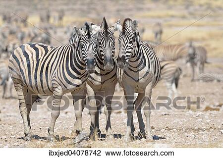 Burchell's Zebras (Equus burchelli), standing on arid ground, Etosha National Park, Namibia, Africa View Large Photo Image Stock Image - Burchell's Zebras (Equus burchelli), standing on arid ground, Etosha National Park, Namibia, Africa. Fotosearch
