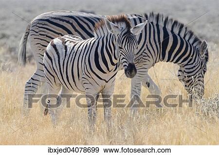 Burchell's zebras (Equus burchelli), adult and foal, Etosha National Park, Namibia, Africa View Large Photo Image Stock Photo - Burchell's zebras (Equus burchelli), adult and foal, Etosha National Park, Namibia, Africa. Fotosearch