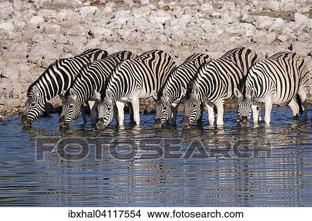 Picture - Burchell's Zebras (Equus burchellii) drinking at the Okaukuejo waterhole, Etosha National Park, Namibia, Africa. Fotosearch