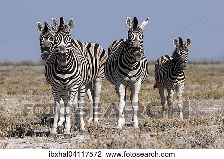 Burchell's Zebras (Equus burchellii), Etosha National Park, Namibia, Africa View Large Photo Image Stock Image - Burchell's Zebras (Equus burchellii), Etosha National Park, Namibia, Africa. Fotosearch