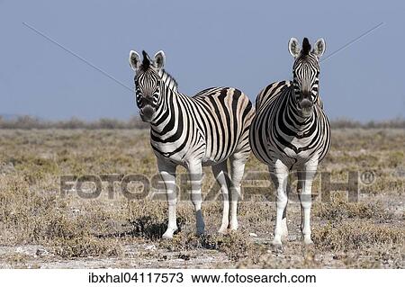 Stock Image - Burchell's Zebras (Equus burchellii), Etosha National Park, Namibia, Africa. Fotosearch