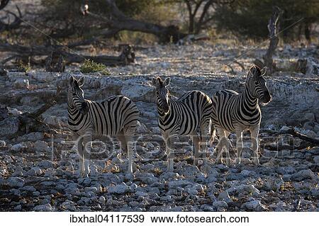 Burchell's Zebras (Equus burchellii), Etosha National Park, Namibia, Africa View Large Photo Image Stock Photo - Burchell's Zebras (Equus burchellii), Etosha National Park, Namibia, Africa. Fotosearch