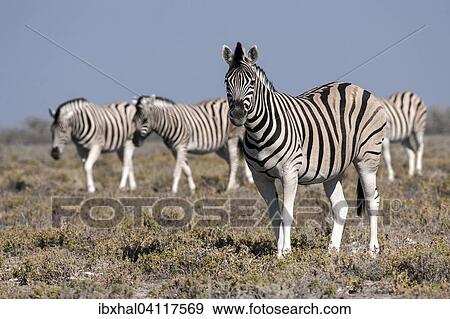Burchell's Zebras (Equus burchellii), Etosha National Park, Namibia, Africa View Large Photo Image Stock Photo - Burchell's Zebras (Equus burchellii), Etosha National Park, Namibia, Africa. Fotosearch