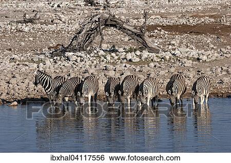 Burchell's Zebras (Equus burchellii) drinking at the Okaukuejo waterhole, Etosha National Park, Namibia, Africa View Large Photo Image Stock Photograph - Burchell's Zebras (Equus burchellii) drinking at the Okaukuejo waterhole, Etosha National Park, Namibia, Africa. Fotosearch