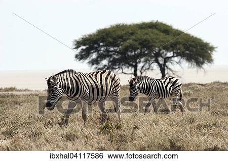 Burchell's Zebras (Equus burchellii), Etosha National Park, Namibia, Africa View Large Photo Image Stock Photograph - Burchell's Zebras (Equus burchellii), Etosha National Park, Namibia, Africa. Fotosearch