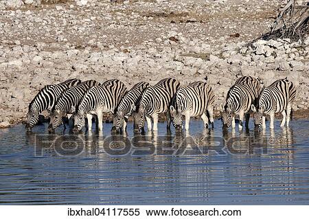 Burchell's Zebras (Equus burchellii) drinking at the Okaukuejo waterhole, Etosha National Park, Namibia, Africa View Large Photo Image Stock Photography - Burchell's Zebras (Equus burchellii) drinking at the Okaukuejo waterhole, Etosha National Park, Namibia, Africa. Fotosearch