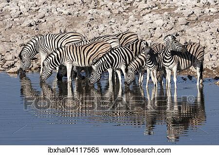 Burchell's Zebras (Equus burchellii) drinking at the Okaukuejo waterhole, Etosha National Park, Namibia, Africa View Large Photo Image Stock Photography - Burchell's Zebras (Equus burchellii) drinking at the Okaukuejo waterhole, Etosha National Park, Namibia, Africa. Fotosearch