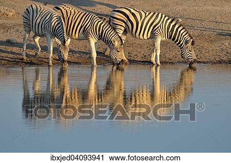 Stock Image - Burchell's Zebras (Equus quagga burchelli), drinking at a waterhole, in evening light, Etosha National Park, Namibia, Africa. Fotosearch