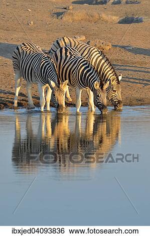 Burchell's Zebras (Equus quagga burchelli), drinking at a waterhole, in evening light, Etosha National Park, Namibia, Africa View Large Photo Image Stock Photograph - Burchell's Zebras (Equus quagga burchelli), drinking at a waterhole, in evening light, Etosha National Park, Namibia, Africa. Fotosearch