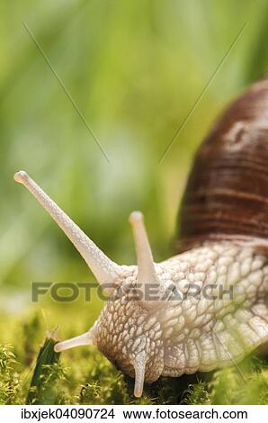 Picture - Burgundy Snail (Helix pomatia), Brandenburg, Germany, Europe. Fotosearch