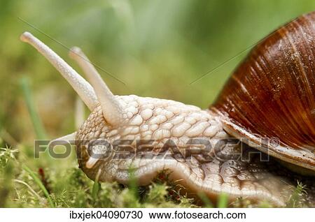 Stock Image - Burgundy Snail (Helix pomatia), Brandenburg, Germany, Europe. Fotosearch