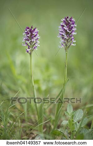Stock Photo - Burnt Orchid (Orchis ustulata), Rothenstein nature reserve, Thuringia, Germany, Europe. Fotosearch