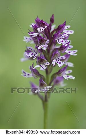 Burnt Orchid (Orchis ustulata), Rothenstein nature reserve, Thuringia, Germany, Europe View Large Photo Image Stock Photo - Burnt Orchid (Orchis ustulata), Rothenstein nature reserve, Thuringia, Germany, Europe. Fotosearch