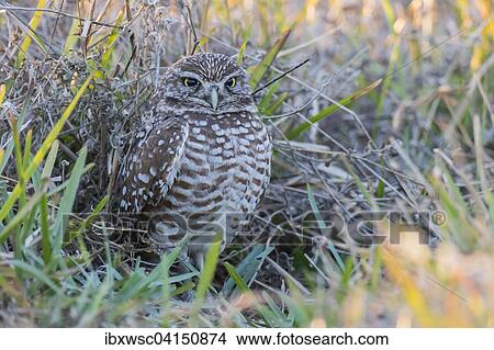 Burrowing owl (Athene cunicularia), Florida, USA View Large Photo Image Picture - Burrowing owl (Athene cunicularia), Florida, USA. Fotosearch