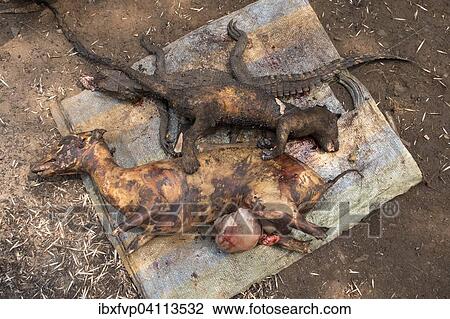 Bushmeat, Mangamba, Littoral Province, Cameroon, Africa View Large Photo Image Stock Image - Bushmeat, Mangamba, Littoral Province, Cameroon, Africa. Fotosearch