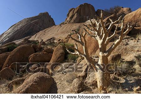 Butter tree (Cyphostemma curroii), Spitzkoppe, Damaraland, Namibia, Africa View Large Photo Image Stock Image - Butter tree (Cyphostemma curroii), Spitzkoppe, Damaraland, Namibia, Africa. Fotosearch