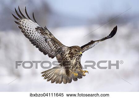 Buzzard (Buteo buteo), in flight over a snowy landscape, Swabian Alb Biosphere Reserve, Baden-Wurttemberg, Germany, Europe View Large Photo Image Stock Photography - Buzzard (Buteo buteo), in flight over a snowy landscape, Swabian Alb Biosphere Reserve, Baden-Wurttemberg, Germany, Europe. Fotosearch