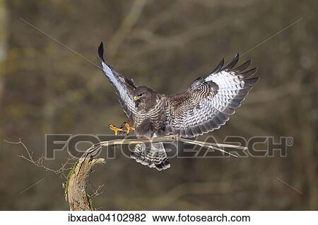 Stock Image - Buzzard (Buteo buteo) landing on a branch, Neunkirchen, Siegerland, North Rhine-Westphalia, Germany, Europe. Fotosearch