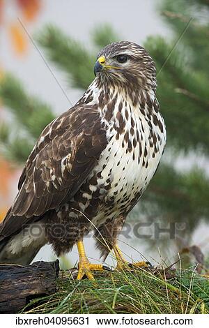 Stock Image - Buzzard (Buteo buteo), Tyrol, Austria, Europe. Fotosearch