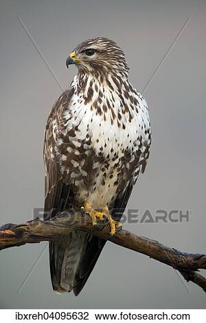 Stock Image - Buzzard (Buteo buteo), Tyrol, Austria, Europe. Fotosearch