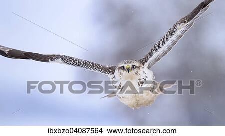 Buzzard (Buteo buteo), white morph, in flight with light snow flurries, Biosphere Reserve Swabian Alb, Baden-Wurttemberg, Germany, Europe View Large Photo Image Picture - Buzzard (Buteo buteo), white morph, in flight with light snow flurries, Biosphere Reserve Swabian Alb, Baden-Wurttemberg, Germany, Europe. Fotosearch