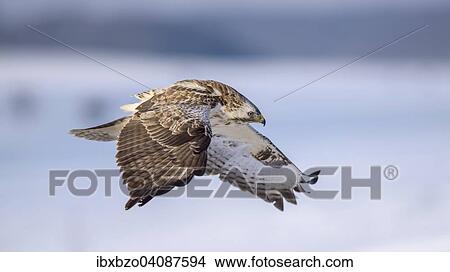 Picture - Buzzard (Buteo buteo), white morph, in flight, Biosphere Reserve Swabian-Alb, Baden-Wurttemberg, Germany, Europe. Fotosearch
