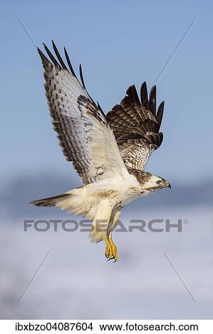 Buzzard (Buteo buteo), white morph, in flight, Biosphere Reserve Swabian-Alb, Baden-Wurttemberg, Germany, Europe View Large Photo Image Picture - Buzzard (Buteo buteo), white morph, in flight, Biosphere Reserve Swabian-Alb, Baden-Wurttemberg, Germany, Europe. Fotosearch