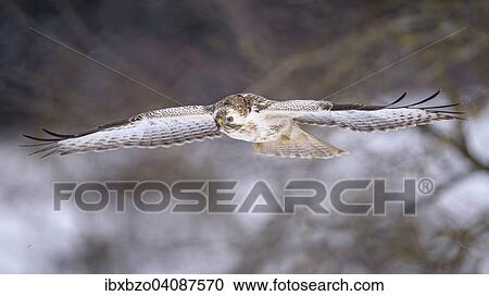 Buzzard (Buteo buteo), white morph, in flight, Biosphere Reserve Swabian-Alb, Baden-Wurttemberg, Germany, Europe View Large Photo Image Stock Image - Buzzard (Buteo buteo), white morph, in flight, Biosphere Reserve Swabian-Alb, Baden-Wurttemberg, Germany, Europe. Fotosearch