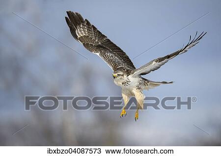 Buzzard (Buteo buteo), white morph, in flight, Biosphere Reserve Swabian-Alb, Baden-Wurttemberg, Germany, Europe View Large Photo Image Stock Image - Buzzard (Buteo buteo), white morph, in flight, Biosphere Reserve Swabian-Alb, Baden-Wurttemberg, Germany, Europe. Fotosearch