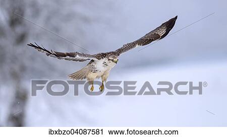 Stock Image - Buzzard (Buteo buteo), white morph, in flight, Biosphere Reserve Swabian-Alb, Baden-Wurttemberg, Germany, Europe. Fotosearch