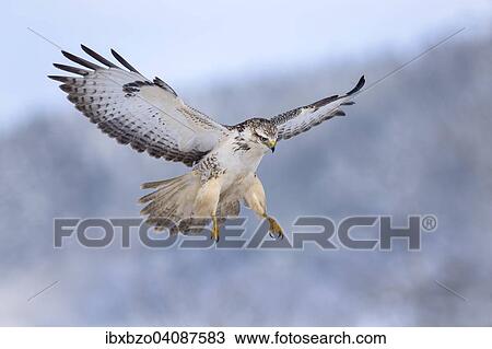 Buzzard (Buteo buteo), white morph, in flight, Biosphere Reserve Swabian-Alb, Baden-Wurttemberg, Germany, Europe View Large Photo Image Stock Image - Buzzard (Buteo buteo), white morph, in flight, Biosphere Reserve Swabian-Alb, Baden-Wurttemberg, Germany, Europe. Fotosearch