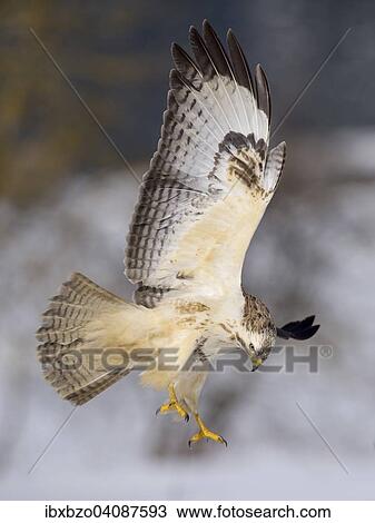 Buzzard (Buteo buteo), white morph, in flight, Biosphere Reserve Swabian-Alb, Baden-Wurttemberg, Germany, Europe View Large Photo Image Stock Image - Buzzard (Buteo buteo), white morph, in flight, Biosphere Reserve Swabian-Alb, Baden-Wurttemberg, Germany, Europe. Fotosearch