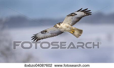 Buzzard (Buteo buteo), white morph, in flight, Biosphere Reserve Swabian-Alb, Baden-Wurttemberg, Germany, Europe View Large Photo Image Stock Image - Buzzard (Buteo buteo), white morph, in flight, Biosphere Reserve Swabian-Alb, Baden-Wurttemberg, Germany, Europe. Fotosearch