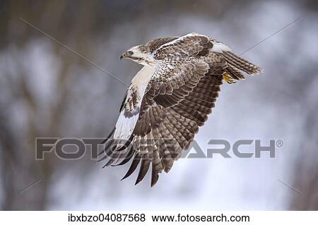 Buzzard (Buteo buteo), white morph, in flight, Biosphere Reserve Swabian-Alb, Baden-Wurttemberg, Germany, Europe View Large Photo Image Stock Photo - Buzzard (Buteo buteo), white morph, in flight, Biosphere Reserve Swabian-Alb, Baden-Wurttemberg, Germany, Europe. Fotosearch