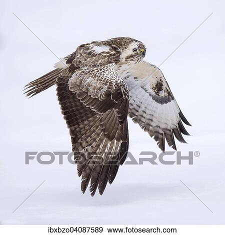 Buzzard (Buteo buteo), white morph, in flight, Biosphere Reserve Swabian-Alb, Baden-Wurttemberg, Germany, Europe View Large Photo Image Stock Photo - Buzzard (Buteo buteo), white morph, in flight, Biosphere Reserve Swabian-Alb, Baden-Wurttemberg, Germany, Europe. Fotosearch