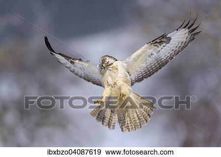 Buzzard (Buteo buteo), white morph, in flight, Biosphere Reserve Swabian-Alb, Baden-Wurttemberg, Germany, Europe View Large Photo Image Stock Photo - Buzzard (Buteo buteo), white morph, in flight, Biosphere Reserve Swabian-Alb, Baden-Wurttemberg, Germany, Europe. Fotosearch