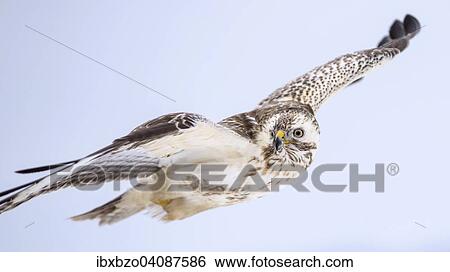 Buzzard (Buteo buteo), white morph, in flight, Biosphere Reserve Swabian-Alb, Baden-Wurttemberg, Germany, Europe View Large Photo Image Stock Photograph - Buzzard (Buteo buteo), white morph, in flight, Biosphere Reserve Swabian-Alb, Baden-Wurttemberg, Germany, Europe. Fotosearch