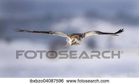 Buzzard (Buteo buteo), white morph, in flight, Biosphere Reserve Swabian-Alb, Baden-Wurttemberg, Germany, Europe View Large Photo Image Stock Photograph - Buzzard (Buteo buteo), white morph, in flight, Biosphere Reserve Swabian-Alb, Baden-Wurttemberg, Germany, Europe. Fotosearch