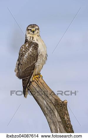 Buzzard (Buteo buteo), white morph, perched on an old willow trunk, Biosphere Reserve Swabian Alb, Baden-Wurttemberg, Germany, Europe View Large Photo Image Picture - Buzzard (Buteo buteo), white morph, perched on an old willow trunk, Biosphere Reserve Swabian Alb, Baden-Wurttemberg, Germany, Europe. Fotosearch