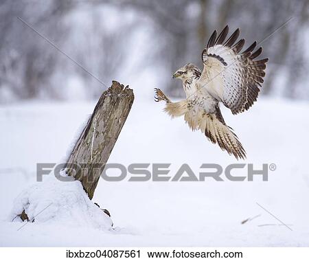 Buzzard (Buteo buteo), white morph, approaching an old willow trunk, Biosphere Reserve Swabian Alb, Baden-Wurttemberg, Germany, Europe View Large Photo Image Stock Image - Buzzard (Buteo buteo), white morph, approaching an old willow trunk, Biosphere Reserve Swabian Alb, Baden-Wurttemberg, Germany, Europe. Fotosearch