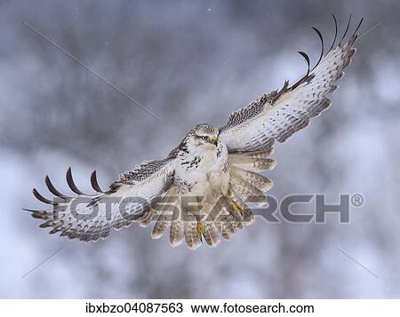 Buzzard (Buteo buteo), white morph, landing approach, light snow flurries, Biosphere Reserve Swabian-Alb, Baden-Wurttemberg, Germany, Europe View Large Photo Image Stock Image - Buzzard (Buteo buteo), white morph, landing approach, light snow flurries, Biosphere Reserve Swabian-Alb, Baden-Wurttemberg, Germany, Europe. Fotosearch