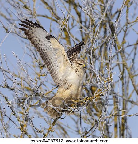 Buzzard (Buteo buteo), white morph, perched on a tree open wings, Biosphere Reserve Swabian Alb, Baden-Wurttemberg, Germany, Europe View Large Photo Image Stock Image - Buzzard (Buteo buteo), white morph, perched on a tree open wings, Biosphere Reserve Swabian Alb, Baden-Wurttemberg, Germany, Europe. Fotosearch