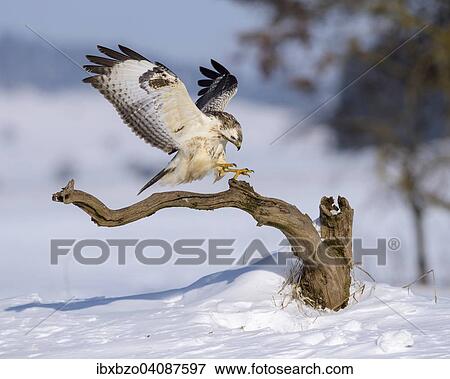 Buzzard (Buteo buteo), white morph, landing on its perch, snow-covered landscape, Biosphere Reserve Swabian-Alb, Baden-Wurttemberg, Germany, Europe View Large Photo Image Stock Photo - Buzzard (Buteo buteo), white morph, landing on its perch, snow-covered landscape, Biosphere Reserve Swabian-Alb, Baden-Wurttemberg, Germany, Europe. Fotosearch