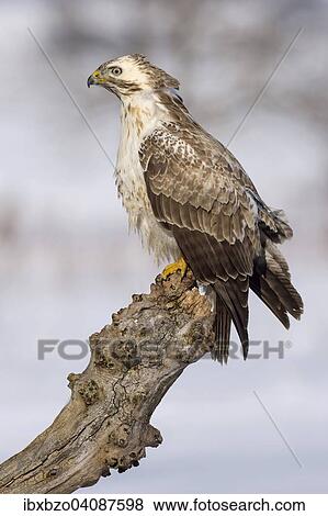 Buzzard (Buteo buteo), white morph, perched on an old willow trunk, Biosphere Reserve Swabian Alb, Baden-Wurttemberg, Germany, Europe View Large Photo Image Stock Photo - Buzzard (Buteo buteo), white morph, perched on an old willow trunk, Biosphere Reserve Swabian Alb, Baden-Wurttemberg, Germany, Europe. Fotosearch