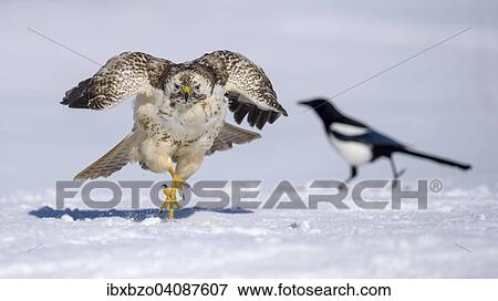 Buzzard (Buteo buteo), white morph running over snow, Magpie (Pica pica) at the back, Biosphere Reserve Swabian-Alb, Baden-Wurttemberg, Germany, Europe View Large Photo Image Stock Photo - Buzzard (Buteo buteo), white morph running over snow, Magpie (Pica pica) at the back, Biosphere Reserve Swabian-Alb, Baden-Wurttemberg, Germany, Europe. Fotosearch