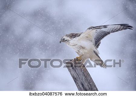 Buzzard (Buteo buteo), white morph, flapping its wings in a snowstorm, Biosphere Reserve Swabian Alb, Baden-Wurttemberg, Germany, Europe View Large Photo Image Stock Photograph - Buzzard (Buteo buteo), white morph, flapping its wings in a snowstorm, Biosphere Reserve Swabian Alb, Baden-Wurttemberg, Germany, Europe. Fotosearch