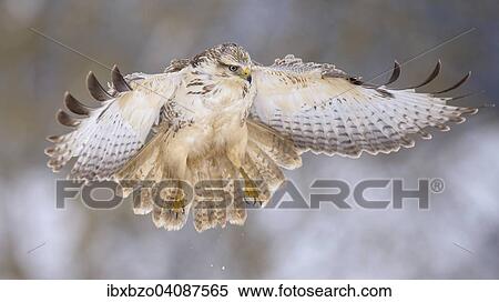 Stock Photography - Buzzard (Buteo buteo), white morph, landing approach, light snow flurries, Biosphere Reserve Swabian Alb, Baden-Wurttemberg, Germany, Europe. Fotosearch