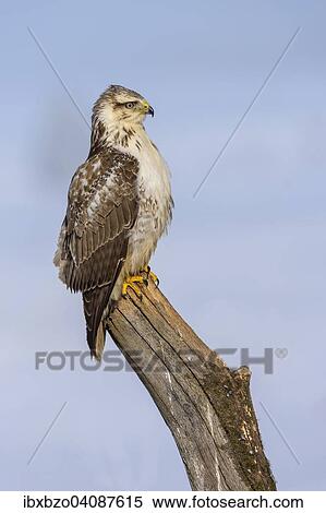 Buzzard (Buteo buteo), white morph, perched on an old willow trunk, Biosphere Reserve Swabian Alb, Baden-Wurttemberg, Germany, Europe View Large Photo Image Stock Photography - Buzzard (Buteo buteo), white morph, perched on an old willow trunk, Biosphere Reserve Swabian Alb, Baden-Wurttemberg, Germany, Europe. Fotosearch