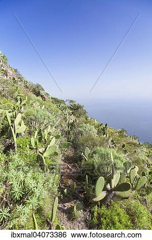 Stock Photograph - Cacti landscape, La Gomera, Canary Islands, Spain, Europe. Fotosearch